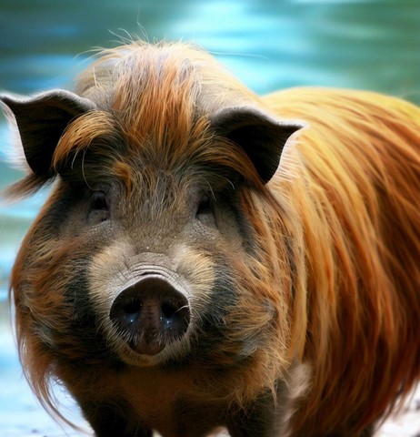 Cochon d'Eau